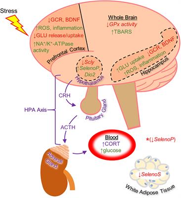 Stress and the Brain: An Emerging Role for Selenium